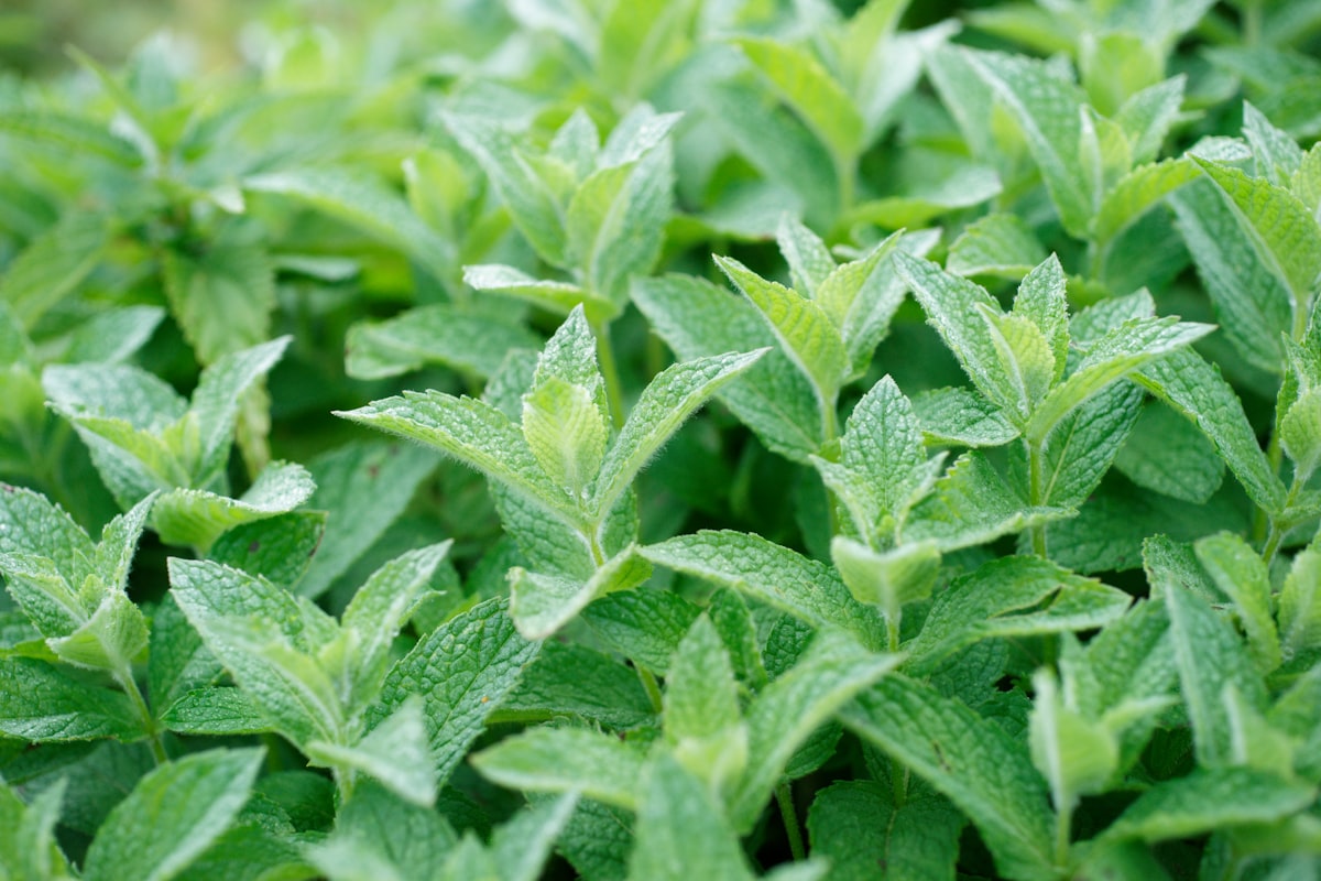 Traditional herbal tea preparation